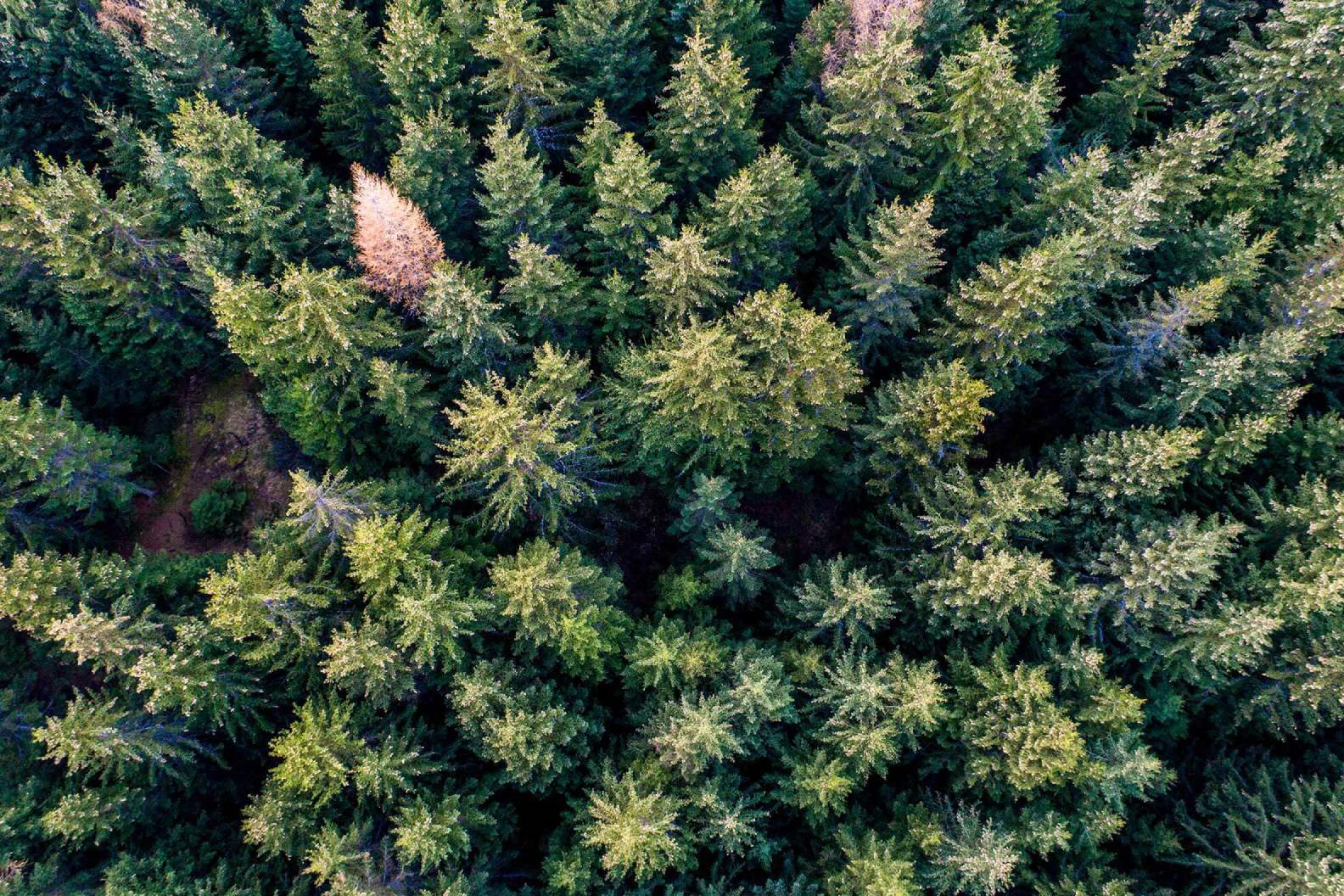 alberi